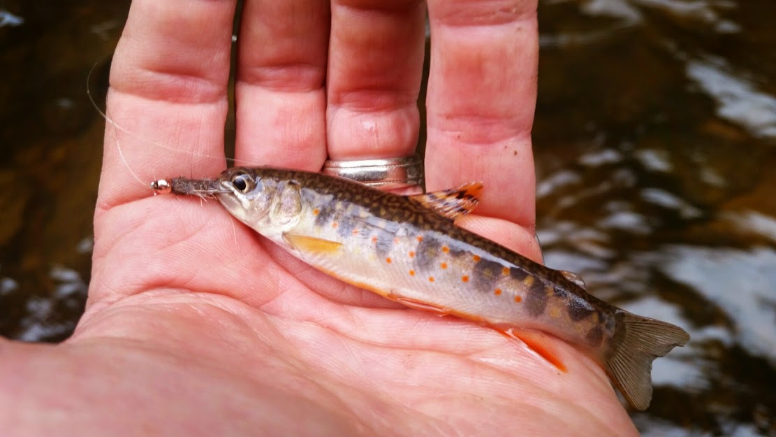 Nature's Brook Trout Creation