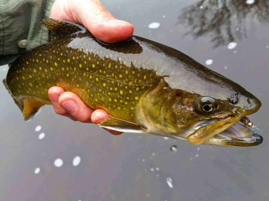 Man's Brook Trout Creation