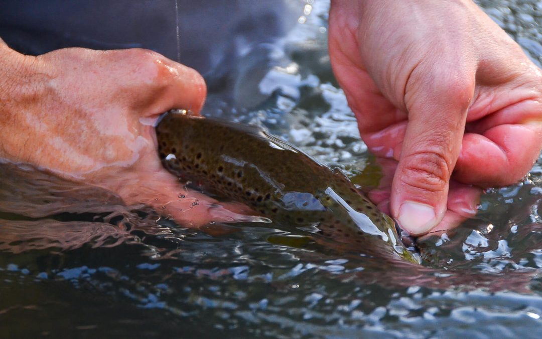 Fish It Anyway