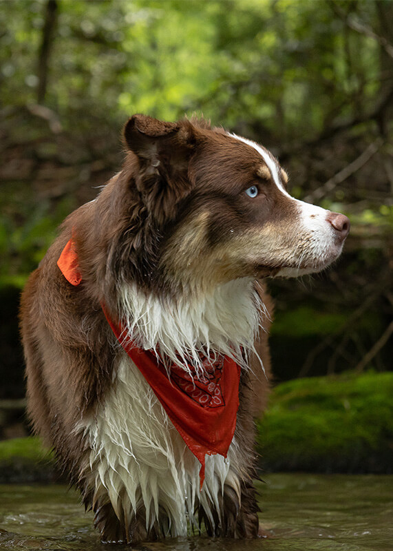 Troutbitten River Dog 7 (1)