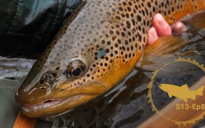 PODCAST: Brown Trout, Rainbows, Brook Trout, Cutthroat — What’s the Difference? S13, Ep8