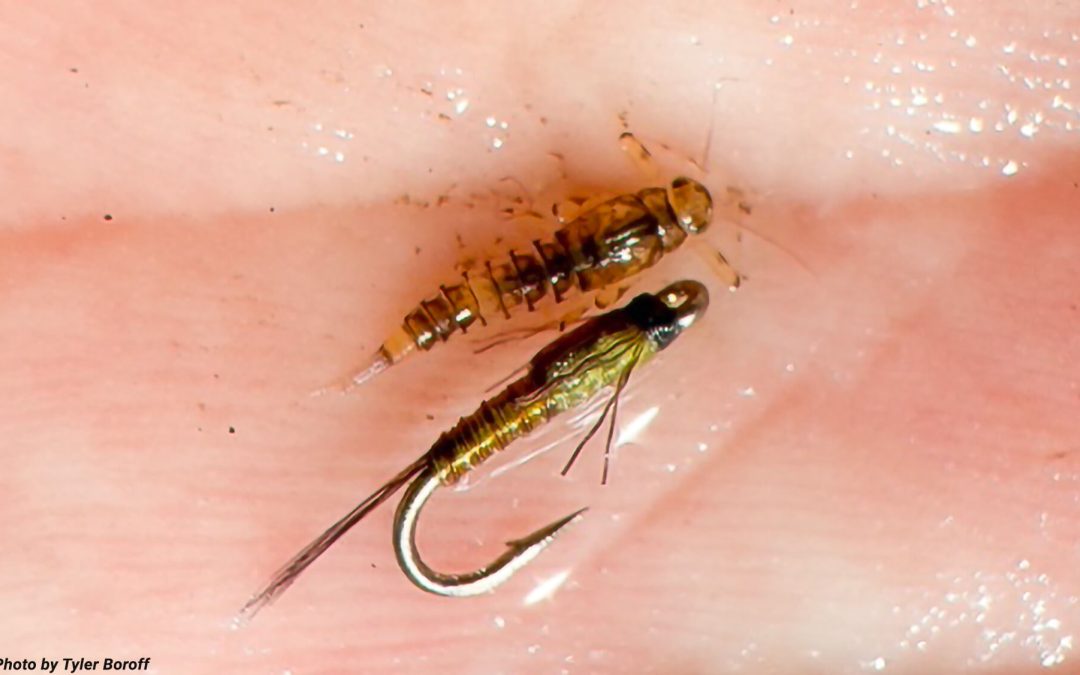 Matching the Hatch with Nymphs?