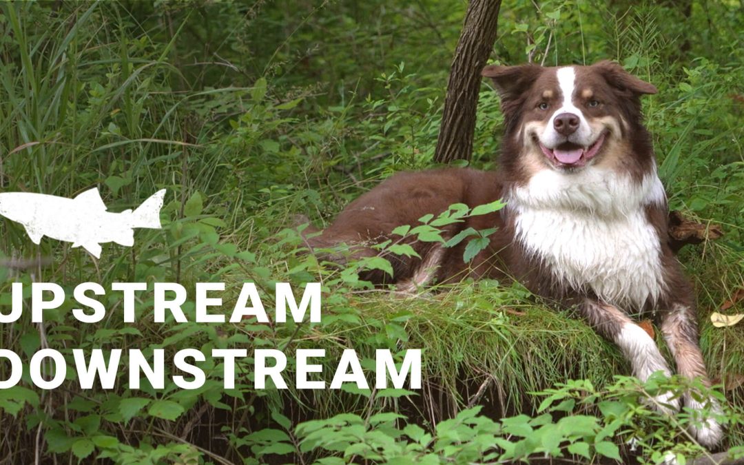 VIDEO: Riverside — Fishing Direction — Should You Work Upstream or Downstream?