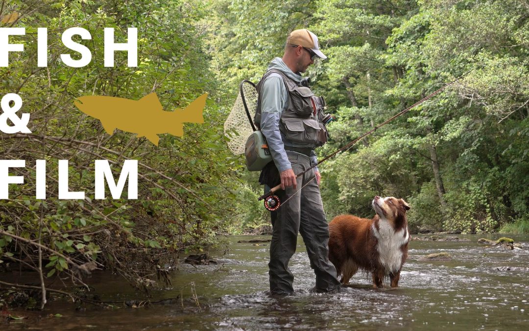 Fish and Film – Post Cicada Blues (STORY & VIDEO)