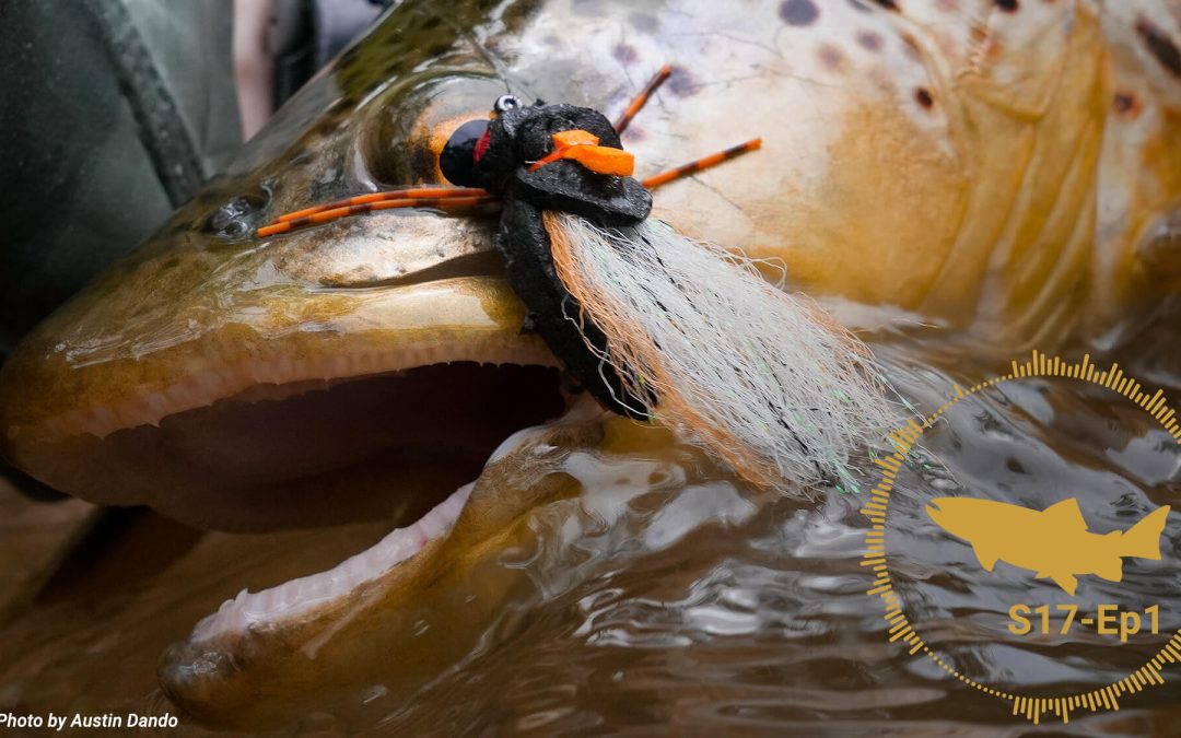 PODCAST: Big Flies for Big Trout – The Cicada Wrap Up (S17, Ep1)