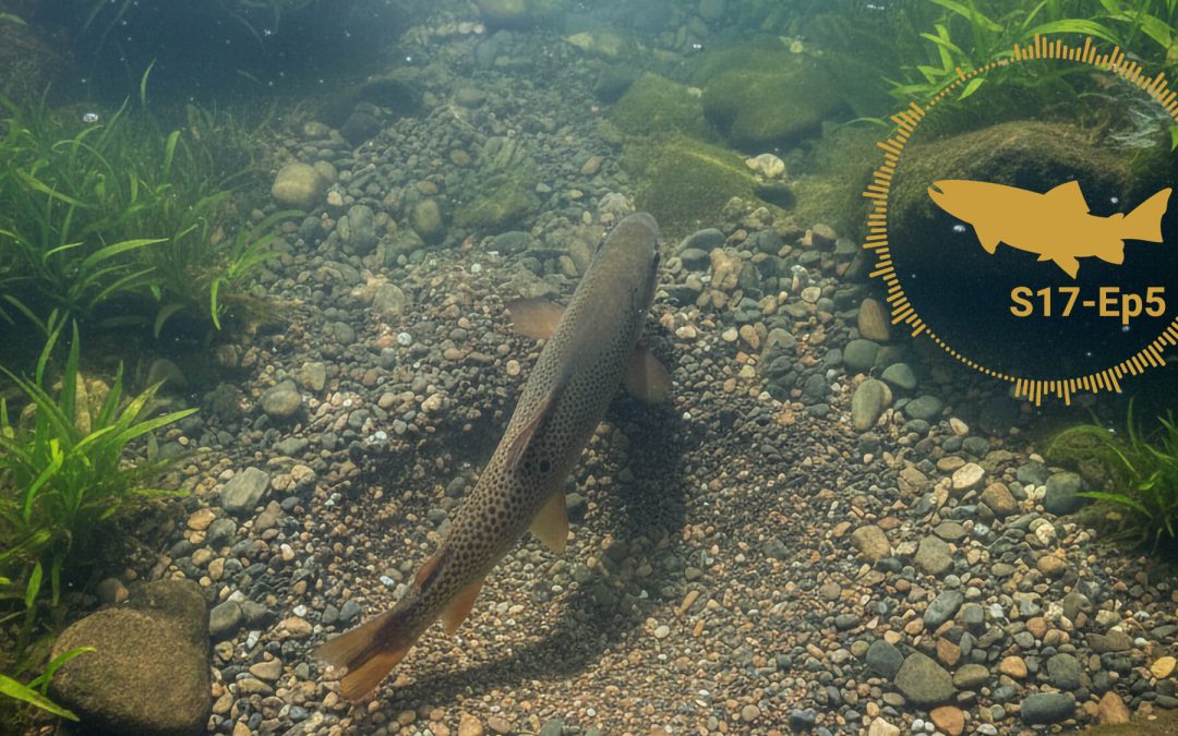 PODCAST: The Spawning Process of Trout (S17, Ep5)