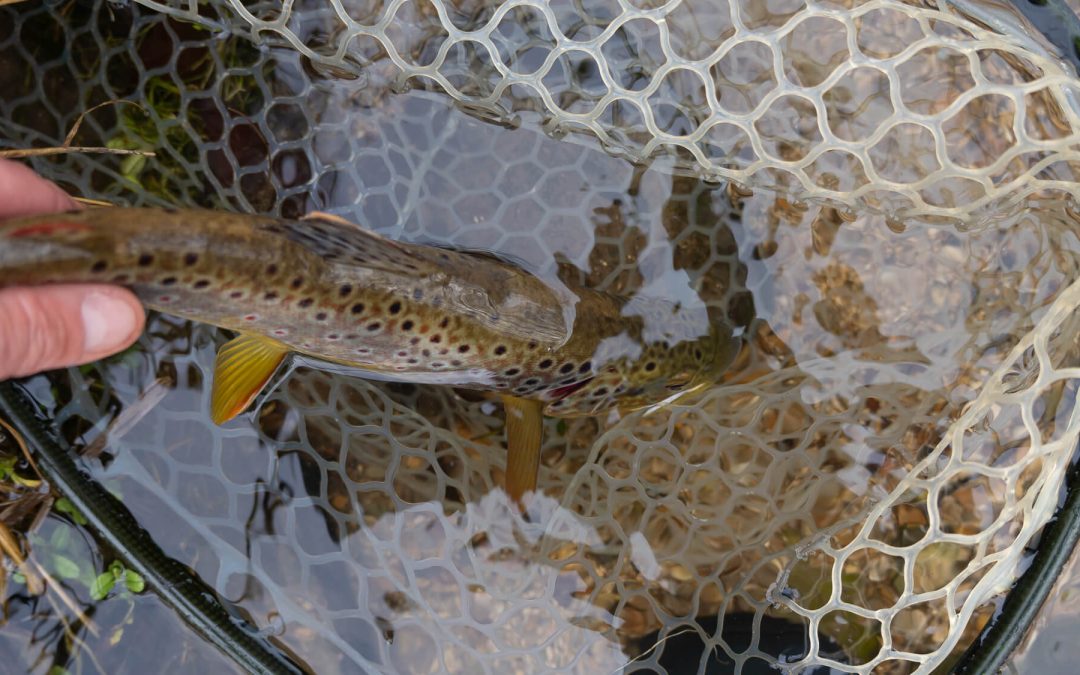 Fishing Report — Change Until You Find It