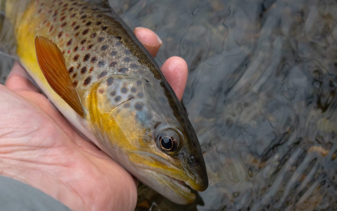 Fishing Report — Yarn Wins the Day