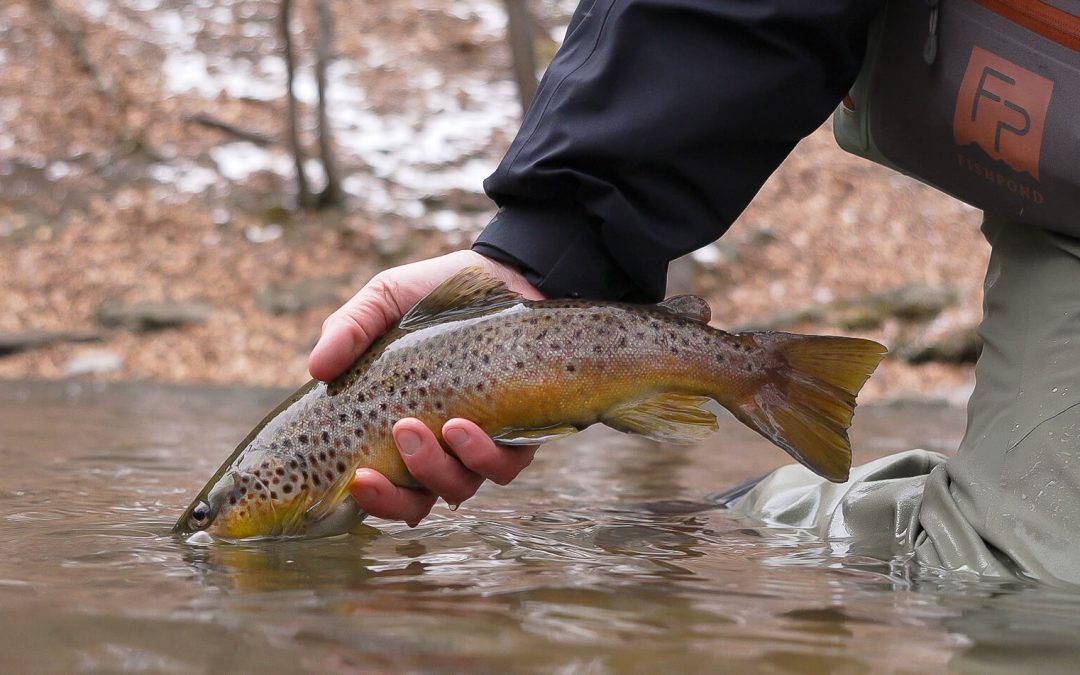 Fishing Report — Nymphs and Streamers in Rhythm