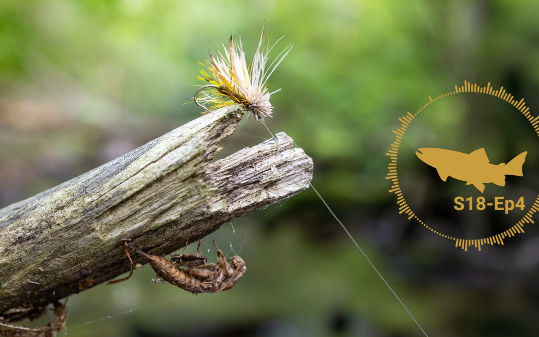 PODCAST: Dry Fly Platforms – Down Wings – The Troutbitten Fly Box (S18, Ep4)