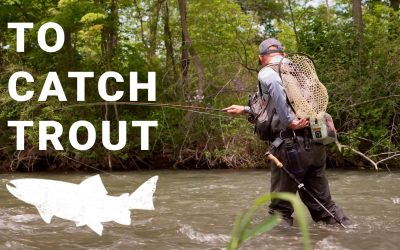RIVERSIDE (Video): Find Fish, Feed Fish, Fight Fish — The Order of Everything