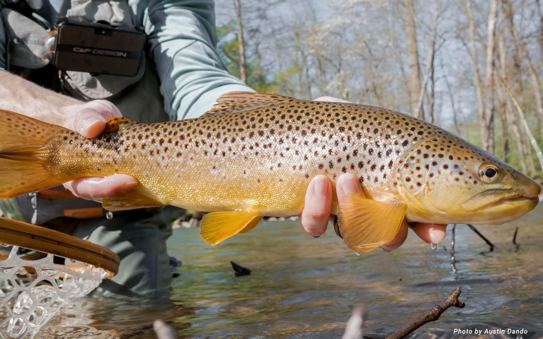 Fishing Report — Brush Piles and Droppers