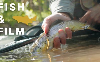 Fish and Film – Micro vs Standard Leader (VIDEO)