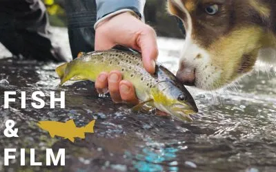 Fish and Film – Dry or Die (VIDEO)