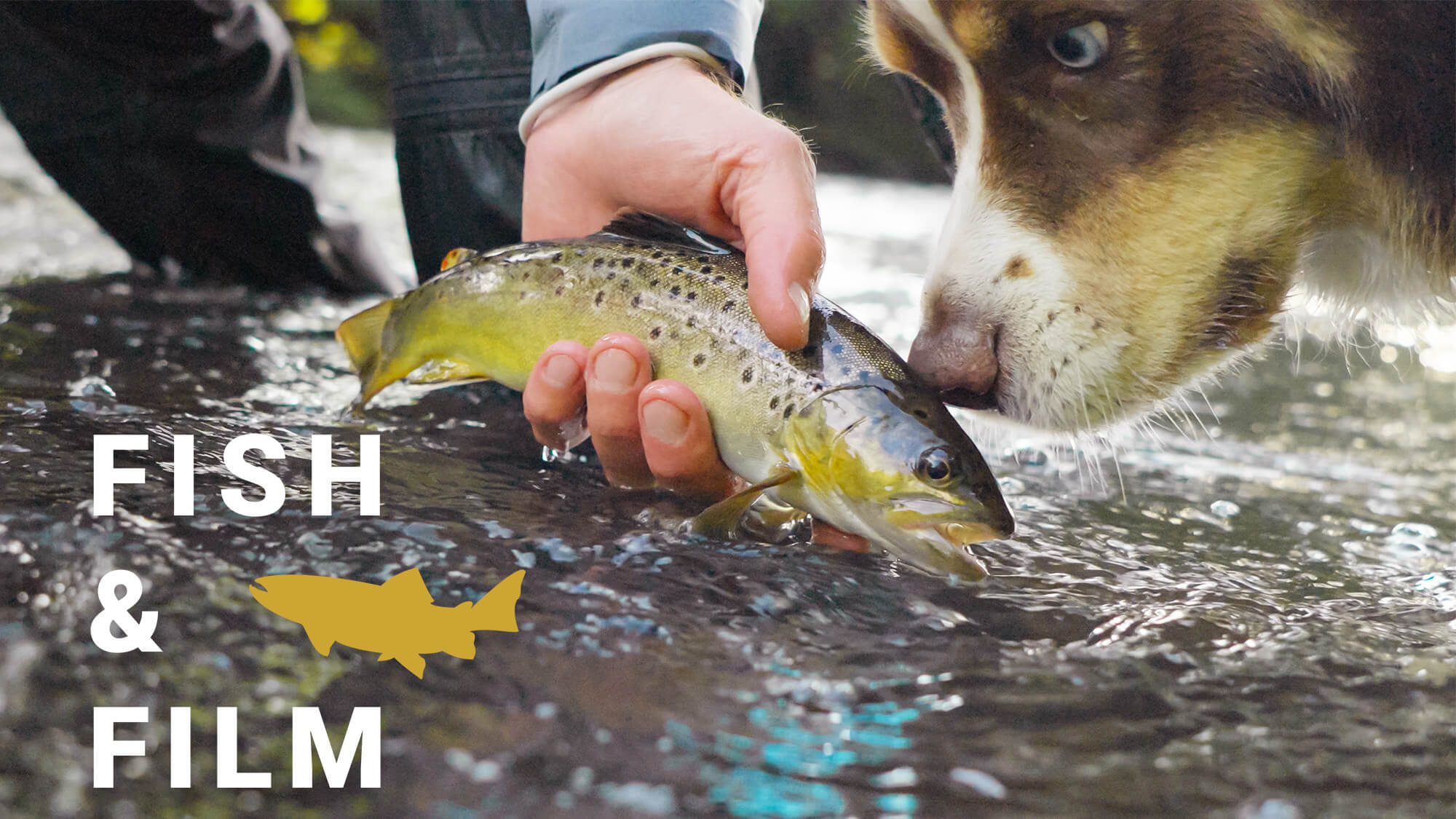 Fish and Film – Dry or Die 33 (1)