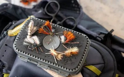 Can You Force-Feed Trout Big Dries? I Want to Believe
