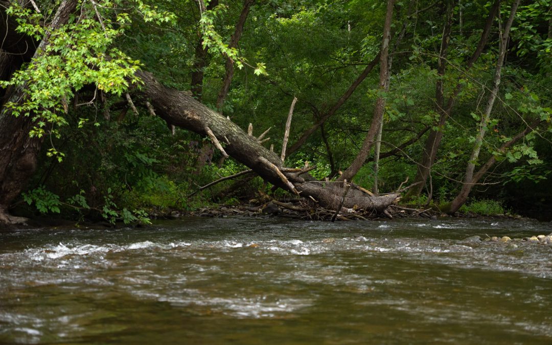Fishing Report — Back to Basics