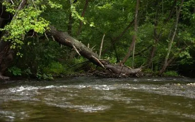 Fishing Report — Back to Basics